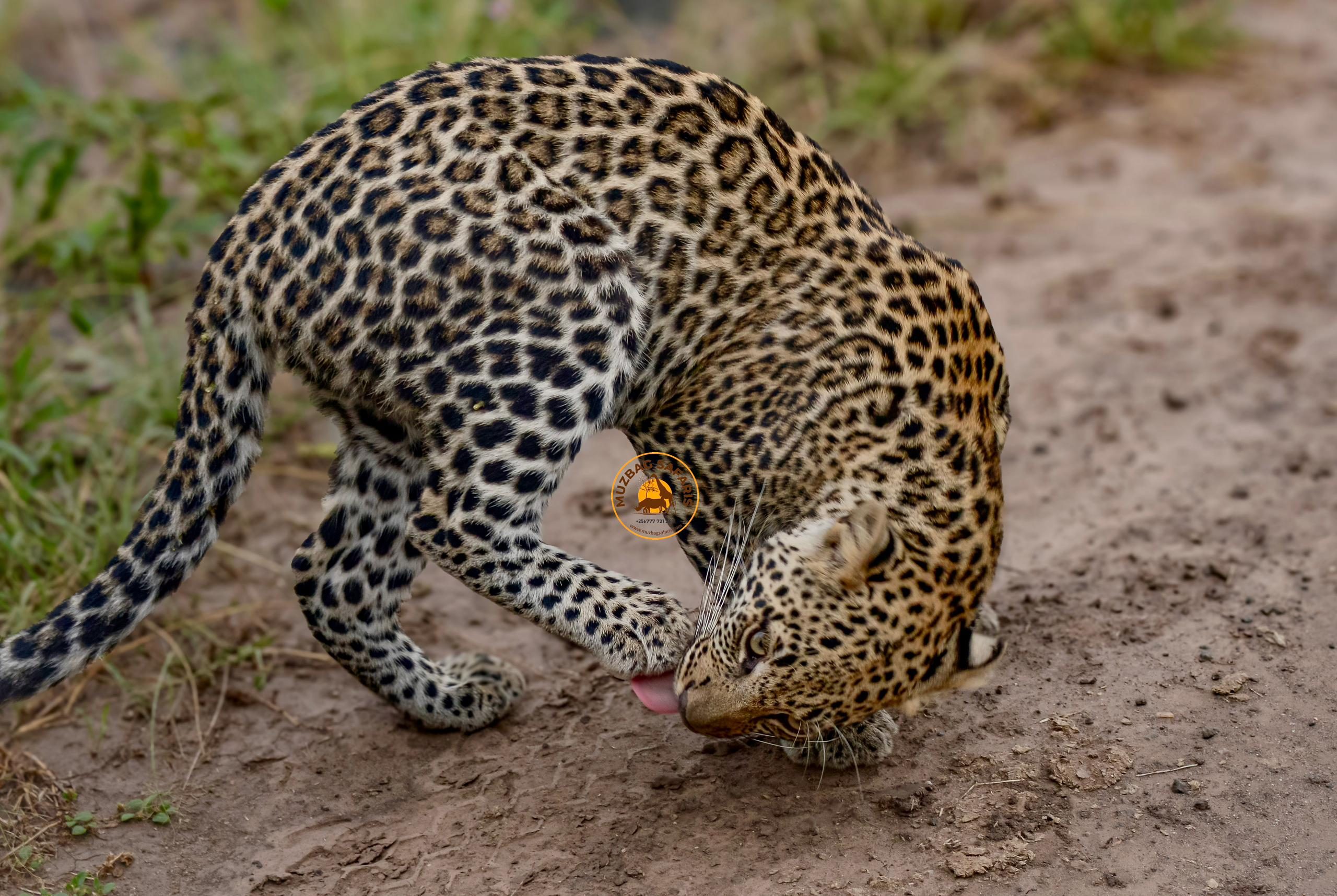 MUZBAG SAFARIS UGANDA LTD, 