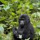 Chimp Homes Uganda Safaris,