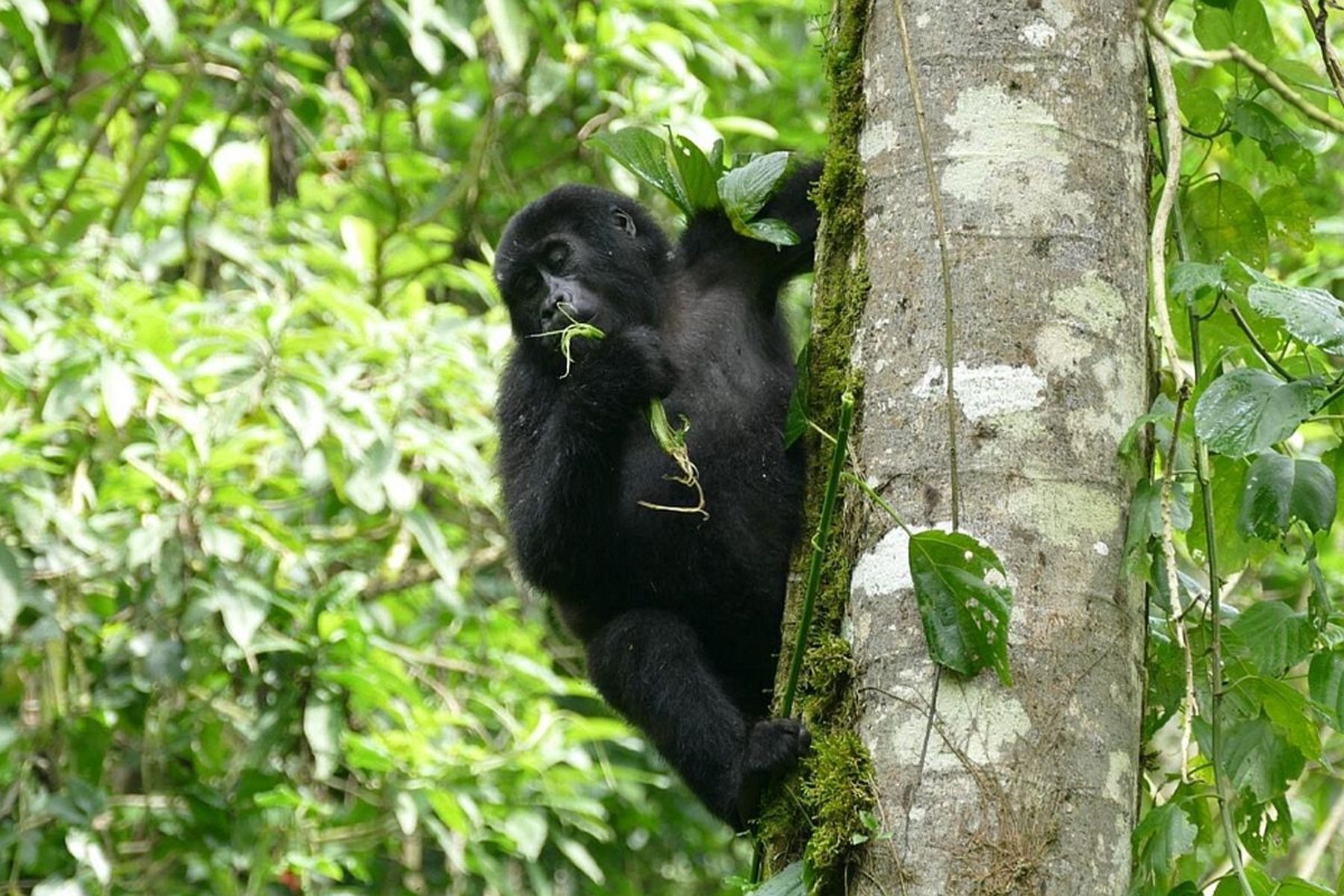 Gorilla Safari Consultants